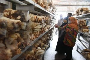Komisi II Puji Budidaya Jamur Kayu