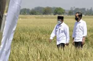 Uu Ruzhanul Dampingi Presiden RI Tinjau Panen Padi di Indramayu