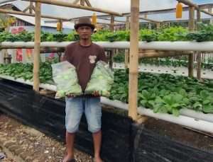 Aam Berocok Tanam di Lahan Sempit, Hasilnya tak Terduga