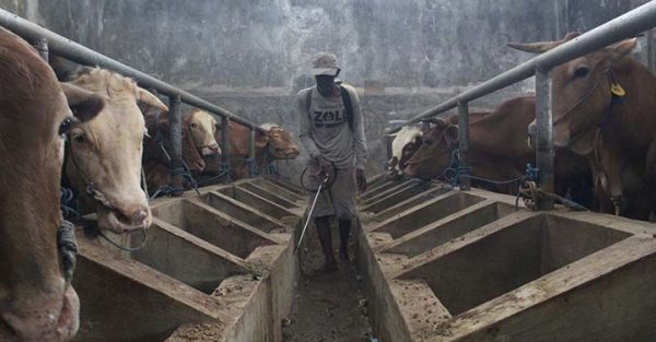 Komisi II DPRD Jabar Dorong Pemprov Optimalkan Sapi Lokal