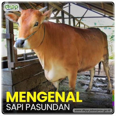 Kontes Ternak dan Ekspo Pangan Jabar
